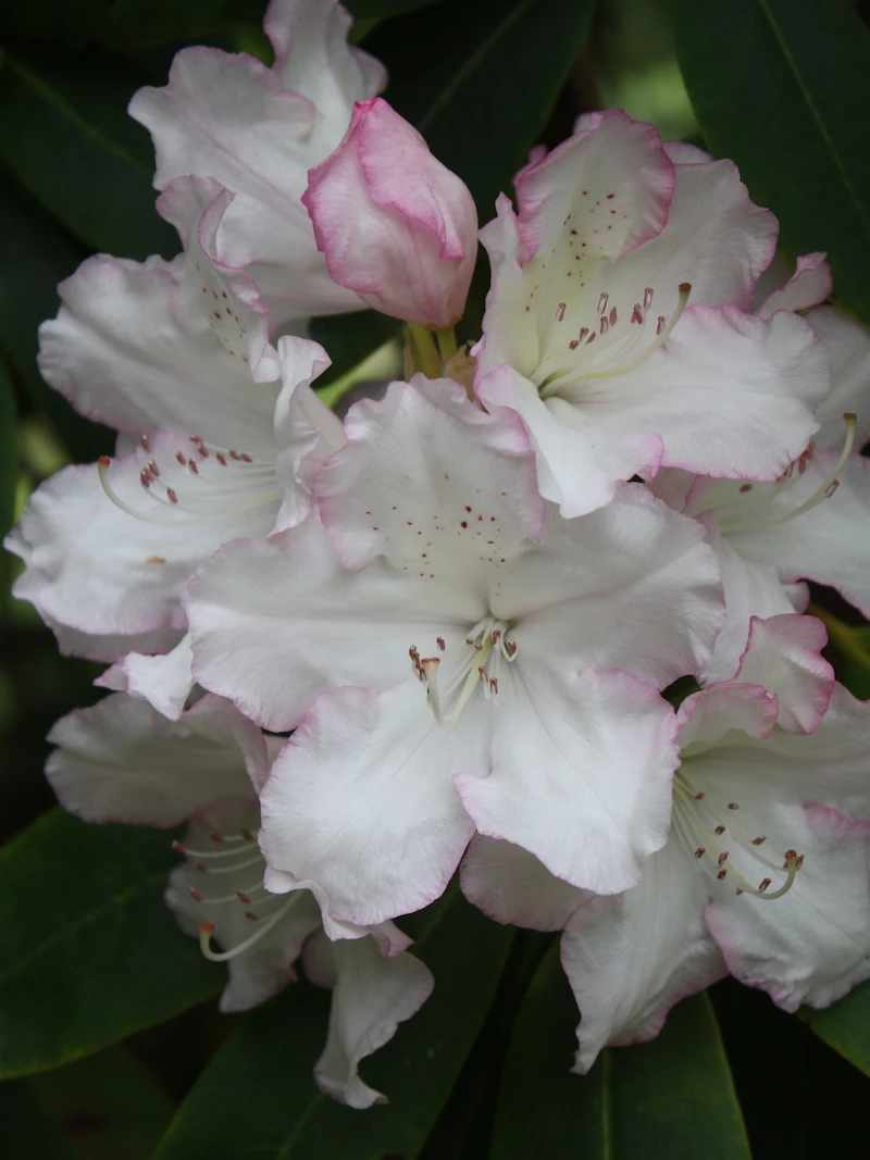 Loders White